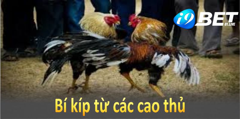 Bí kíp từ các cao thủ giúp bạn tăng cơ hội chiến thắng